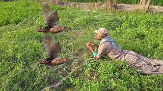 Quail hunting with net | Karik aur jall k sath Shikar | Quail netting with Potta | Quail netting