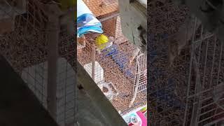 sepasang remaja ketahuan mesum #viralvideo #animal #love #birds #news