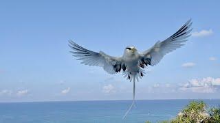 White-tailed Tropicbird Flying Cousin Island - Slow Motion