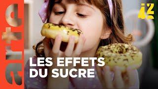 Le sucre nous rend-il bêtes ? | 42 - La réponse à presque tout | ARTE