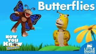 Butterflies | Now You Know | Cartoons for Kids 