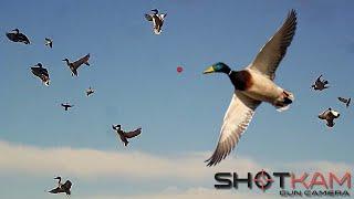 Duck Hunting Highlights - with a Shotkam