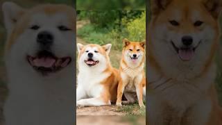 Shiba Inu or Akita Inu? #dog #pets #shibainu #shiba #shib #akitainu