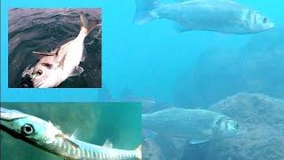 Kar Suyu Balıkları Kıyıya Çekmiş Heryer Balık Spearfishing ψαροντούφεκο