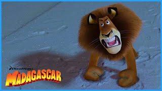 Alex throws a Tantrum | DreamWorks Madagascar