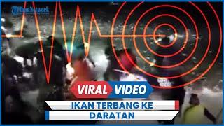 Aneh Ribuan Ikan Terbang ke Daratan Seminggu Terakhir, Pertanda Alam Apa?