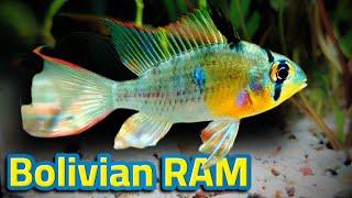 The Ultimate Guide to Raising a Healthy Bolivian Ram (Mikrogeophagus altispinosus)