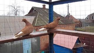 Жёлтые Краснодарские Бойные Голуби. Pigeons.Кривой Рог