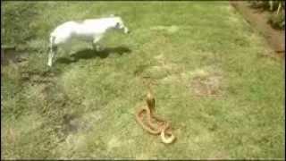 fansclips - Jack russell terrier kills cape cobra snake