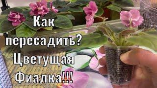 Цветущая Фиалка! Как пересадить?