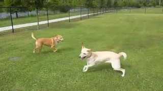 Lori's Pawzitive FX Pet Sitting: We all Run At The Dog Park!