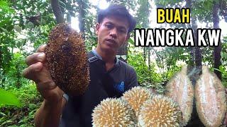 berburu buah2an hutan dan menemukan buah nangka kw