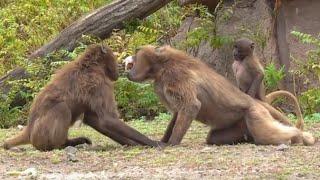 Dschelada Affen Blutbrustpavian Gelada Baboons Monkey Family