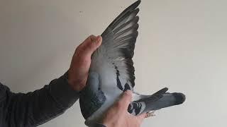 Fast Pigeons Rimini (Sebastian Cimpean Auction)IT 9026161 M