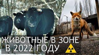 Чернобыль 2022 Какие животные есть в Зоне Отчуждения и заброшенном городе Припять