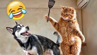 Latest Funny Dog And Cat Videos Of The Week -Best Funny Animal Videos 2024