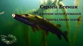 Поэзия под биты Сергей Есенин "Под венком лесной ромашки..."