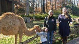 Meet Eva the Camel | Christmas at the Library 2017