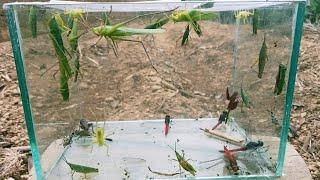 found various types of dragonflies, leaf grasshoppers, green grasshoppers,weevils beetle