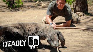 Meet the Largest Lizard on Earth | Deadly 60 | BBC Earth Kids