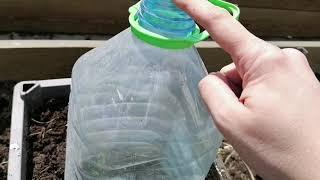 Zucchini in boxes | CUCUMBERS IN BAGS | MY SIGNATURE METHOD OF PLANTING CUCUMBERS AND Zucchini