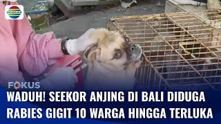 Meresahkan! Seekor Anjing Diduga Rabies Gigit 10 Warga di Bali hingga Terluka | Fokus