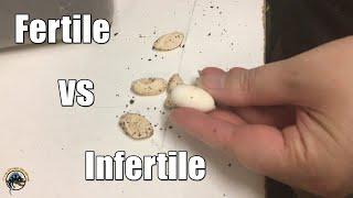 How to Tell the Difference Between Fertile and Infertile Eggs! 