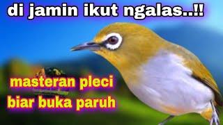 Masteran Pleci Buxtoni Gacor Ngalas Nembak Ngotot Buka Paruh