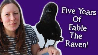 Fable the Raven | 5 Year Anniversary