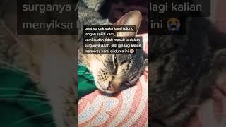 Kucing di blender kasian #viral #fyp #tiktok