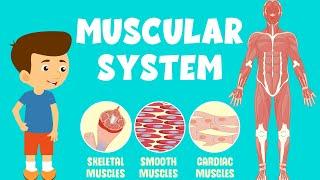 Muscular System Video | Types of Muscles | Video for Kids