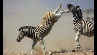 Zebra stallions fight for supremacy over a harem.