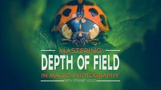 Mastering Depth of Field in Macro Photography