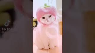 Tik Tok kucing lucu dan romantis dan gemes banget