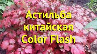 Астильба китайская Колор Флеш. Краткий обзор, описание характеристик astilbe chinensis Color Flash