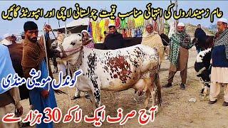 11-03-2024 Milikng cows Fresh Rate on Gondal Mandi!Gondal Mandi latest update!#cow#dairy#farming