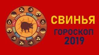 Свинья в год Свиньи. Восточный гороскоп на 2019 год