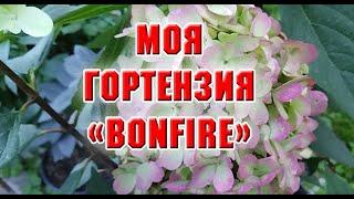 Гортензия Bonfire