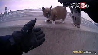 Cop Rescues Kitten from Highway