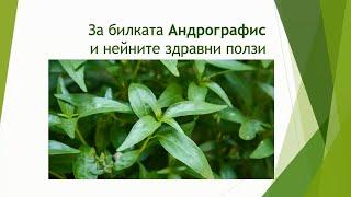 За билката Андрографис и нейните здравни ползи