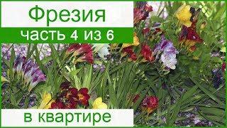  Фрезия в домашних условиях: как сажать и ухаживать