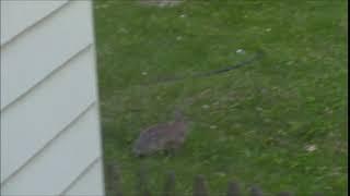 Red Squirrel scares bunny (Jeff scares Bob)