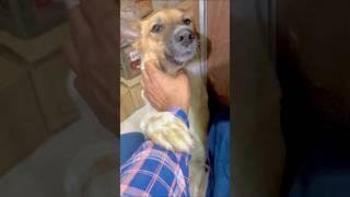 Super Doggy #doglover #animallover #shortvideo #cutedog #like #doggy diaries r