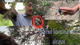 Birds hunting with airgun ( bulbul hunting ) in swat kpk