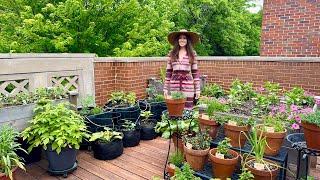 June Container Garden Tour! What's Growing In My Front Deck Garden