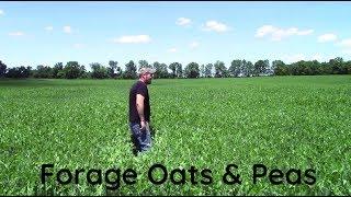 Cutting Peas and Oats for Silage