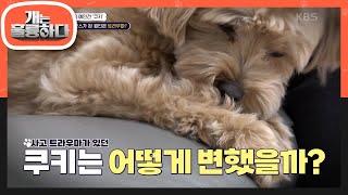 시작부터 겁먹은 인턴즈 예전보다 짖는 정도가 많이 나아진 쿠키! [개는 훌륭하다/Dogs Are Incredible] | KBS 240617 방송