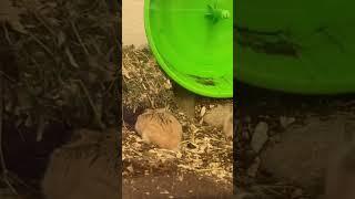 Hamster Hideout SPY at the End !!! Natural Aquarium / Terrarium with Baby pups 