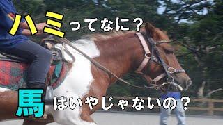 馬に使うハミのお話。(後ろでなんかしてるのが気になるけど…。)ナッキーの馬の教室～その６～