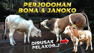 SETELAH DIPERTIMBANGKAN MATANG MATANG AKHIRNYA BONA DAN JANOKO DIPERTEMUKAN